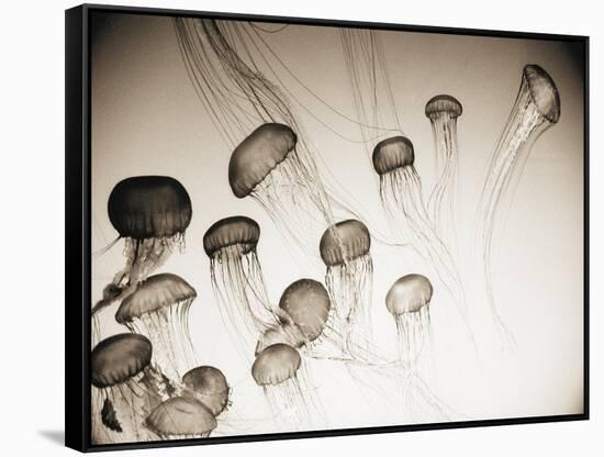 Jellyfish in Motion 4-Theo Westenberger-Framed Stretched Canvas