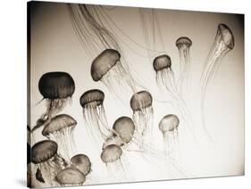 Jellyfish in Motion 4-Theo Westenberger-Stretched Canvas