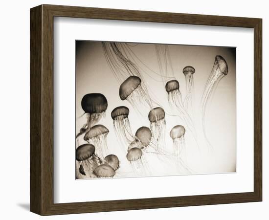 Jellyfish in Motion 4-Theo Westenberger-Framed Art Print