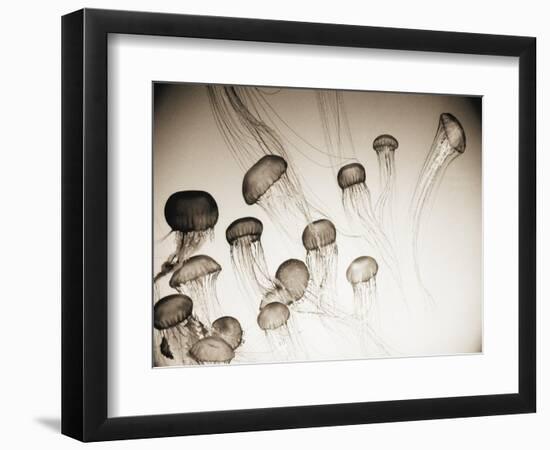 Jellyfish in Motion 4-Theo Westenberger-Framed Art Print