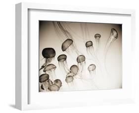 Jellyfish in Motion 4-Theo Westenberger-Framed Art Print