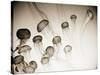 Jellyfish in Motion 4-Theo Westenberger-Stretched Canvas