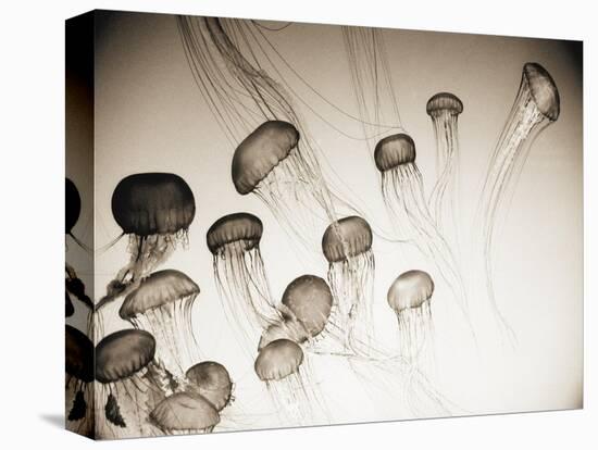 Jellyfish in Motion 4-Theo Westenberger-Stretched Canvas