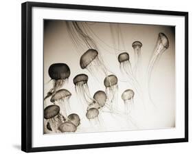 Jellyfish in Motion 4-Theo Westenberger-Framed Art Print