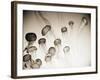 Jellyfish in Motion 4-Theo Westenberger-Framed Art Print