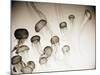 Jellyfish in Motion 4-Theo Westenberger-Mounted Art Print