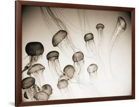 Jellyfish in Motion 4-Theo Westenberger-Framed Art Print