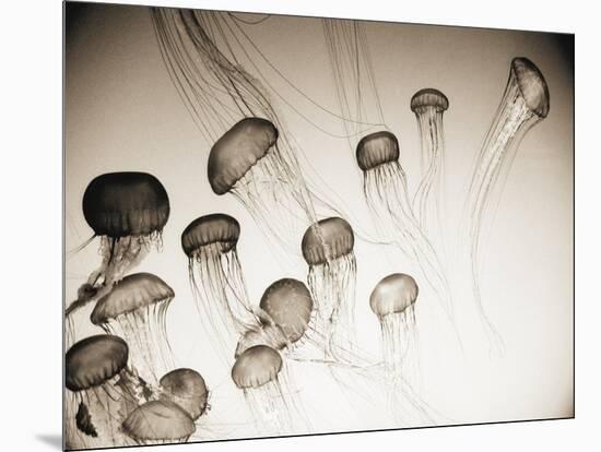Jellyfish in Motion 4-Theo Westenberger-Mounted Art Print