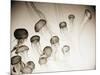 Jellyfish in Motion 4-Theo Westenberger-Mounted Art Print