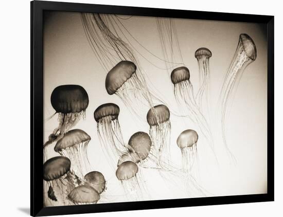 Jellyfish in Motion 4-Theo Westenberger-Framed Art Print