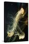 Jellyfish in the Ocean-alexandros33-Stretched Canvas