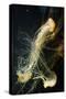 Jellyfish in the Ocean-alexandros33-Stretched Canvas