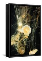 Jellyfish in the Ocean-alexandros33-Framed Stretched Canvas