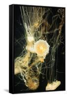 Jellyfish in the Ocean-alexandros33-Framed Stretched Canvas