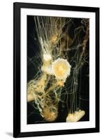 Jellyfish in the Ocean-alexandros33-Framed Photographic Print