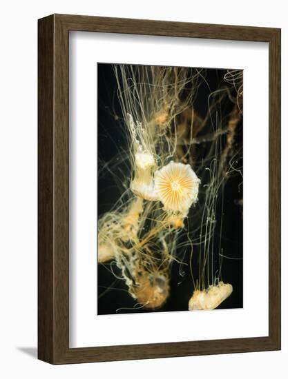 Jellyfish in the Ocean-alexandros33-Framed Photographic Print