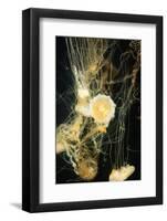 Jellyfish in the Ocean-alexandros33-Framed Photographic Print
