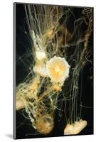 Jellyfish in the Ocean-alexandros33-Mounted Photographic Print