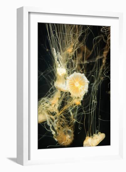 Jellyfish in the Ocean-alexandros33-Framed Photographic Print