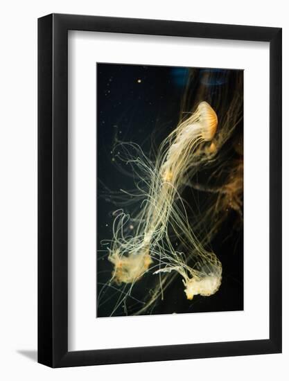 Jellyfish in the Ocean-alexandros33-Framed Photographic Print