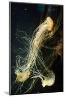Jellyfish in the Ocean-alexandros33-Mounted Photographic Print