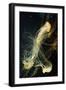 Jellyfish in the Ocean-alexandros33-Framed Photographic Print