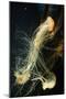 Jellyfish in the Ocean-alexandros33-Mounted Photographic Print