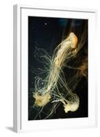 Jellyfish in the Ocean-alexandros33-Framed Photographic Print