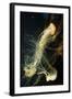 Jellyfish in the Ocean-alexandros33-Framed Photographic Print