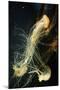 Jellyfish in the Ocean-alexandros33-Mounted Photographic Print