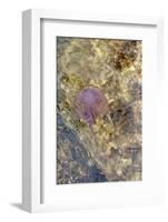 Jellyfish in the Sea Water-Ultrapro-Framed Photographic Print