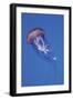 Jellyfish IV-Erin Berzel-Framed Photographic Print