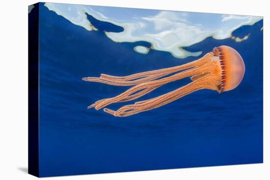 Jellyfish juvenile, drifting near the surface, Hawaii, Pacific Ocean-David Fleetham-Stretched Canvas