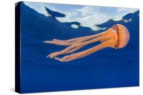 Jellyfish juvenile, drifting near the surface, Hawaii, Pacific Ocean-David Fleetham-Stretched Canvas