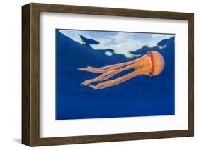 Jellyfish juvenile, drifting near the surface, Hawaii, Pacific Ocean-David Fleetham-Framed Photographic Print