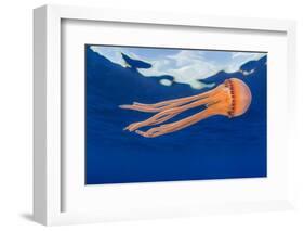 Jellyfish juvenile, drifting near the surface, Hawaii, Pacific Ocean-David Fleetham-Framed Photographic Print