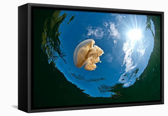 Jellyfish Lake, Palau-Wendy Capili-Wilkie-Framed Stretched Canvas