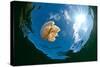 Jellyfish Lake, Palau-Wendy Capili-Wilkie-Stretched Canvas
