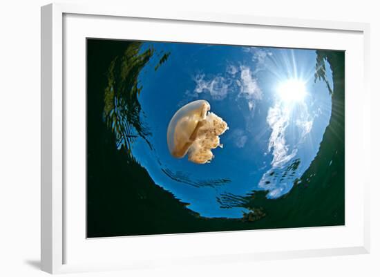 Jellyfish Lake, Palau-Wendy Capili-Wilkie-Framed Photographic Print