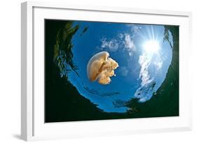 Jellyfish Lake, Palau-Wendy Capili-Wilkie-Framed Photographic Print