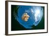 Jellyfish Lake, Palau-Wendy Capili-Wilkie-Framed Photographic Print