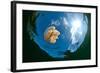 Jellyfish Lake, Palau-Wendy Capili-Wilkie-Framed Photographic Print