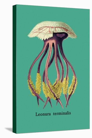 Jellyfish: Leonura Terminalis-Ernst Haeckel-Stretched Canvas