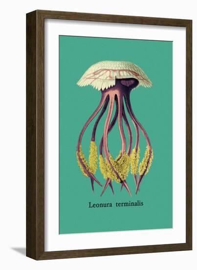 Jellyfish: Leonura Terminalis-Ernst Haeckel-Framed Art Print