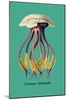 Jellyfish: Leonura Terminalis-Ernst Haeckel-Mounted Art Print