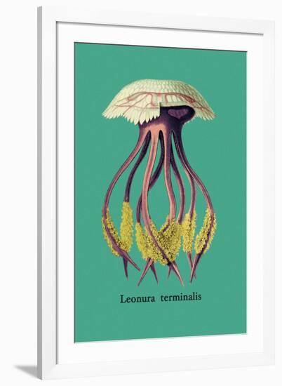 Jellyfish: Leonura Terminalis-Ernst Haeckel-Framed Art Print