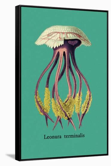 Jellyfish: Leonura Terminalis-Ernst Haeckel-Framed Stretched Canvas