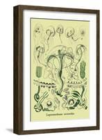 Jellyfish: Leptomedusae Octorchis-Ernst Haeckel-Framed Art Print