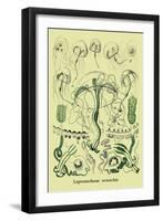 Jellyfish: Leptomedusae Octorchis-Ernst Haeckel-Framed Art Print