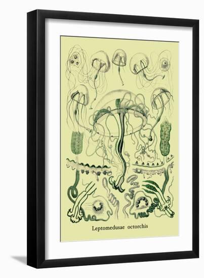Jellyfish: Leptomedusae Octorchis-Ernst Haeckel-Framed Art Print